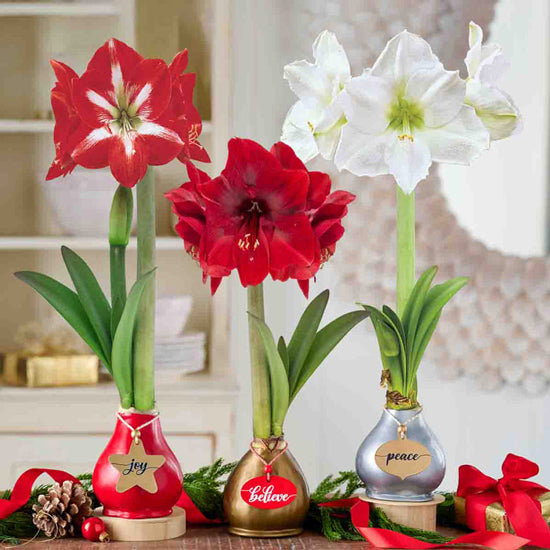 Three potted amaryllis plants in red, white, and gold pots with decorative labels on a table.