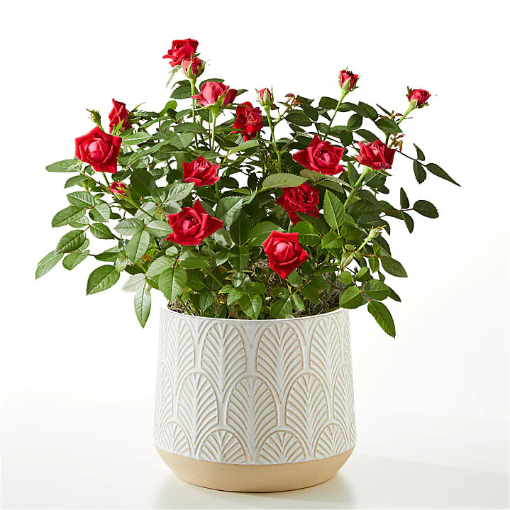 Potted plant with red flowers in a decorative pot on a white background