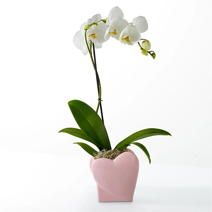 White orchid in a pink heart-shaped pot on a white background