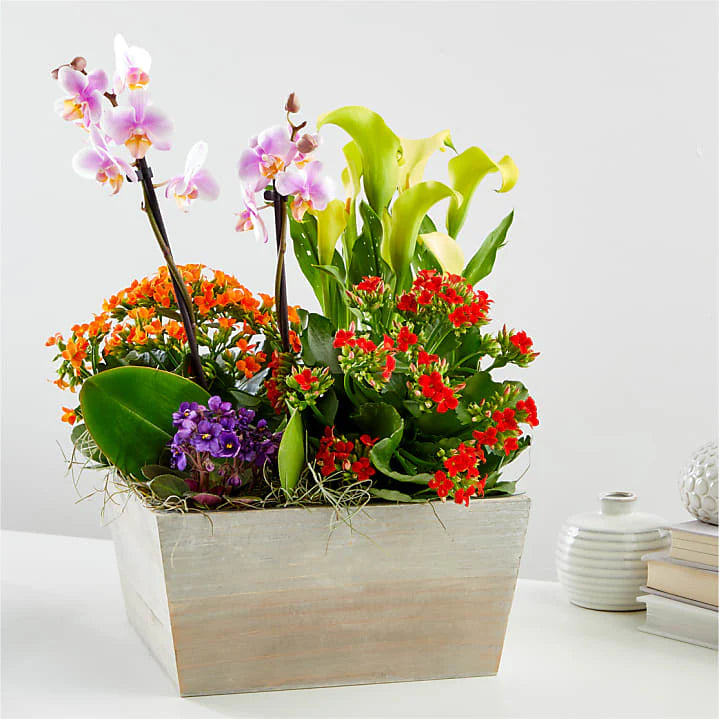 Assorted potted plants in a wooden planter on a white surface with a white background