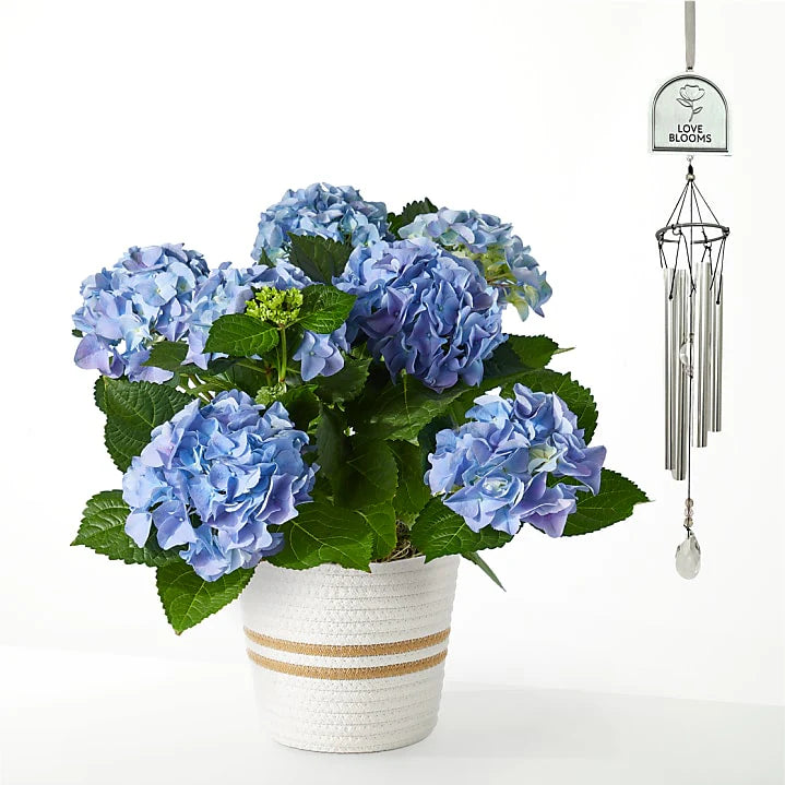 Potted blue hydrangea plant with a wind chime on a white background